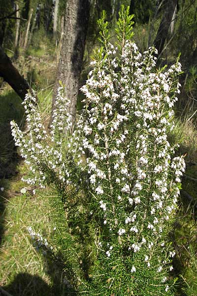 Erica arborea \ Baum-Heide / Tree Heather, Kroatien/Croatia Gruda 3.4.2006