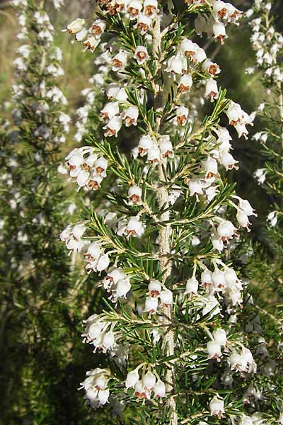 Erica arborea \ Baum-Heide / Tree Heather, Kroatien/Croatia Gruda 3.4.2006