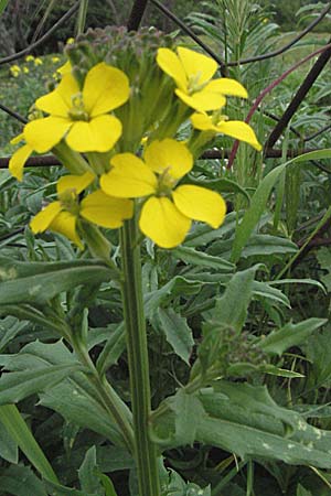 Erysimum odoratum \ Honig-Schterich, Wohlriechender Schterich / Odorant Treacle Mustard, Kroatien/Croatia Istrien/Istria, Gračišće 27.5.2006