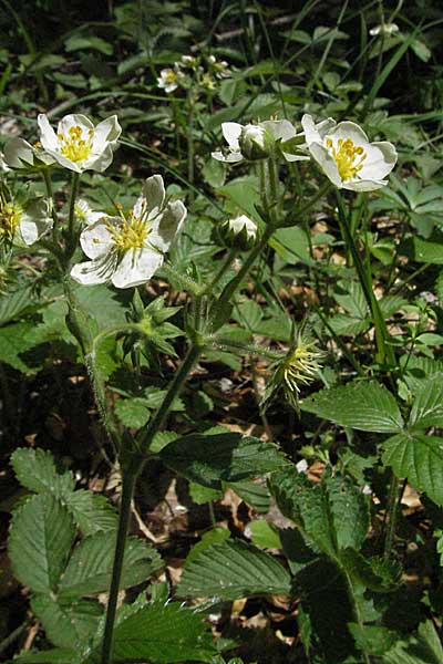 Fragaria moschata \ Zimt-Erdbeere / Hautbois Strawberry, Kroatien/Croatia Velebit 31.5.2006