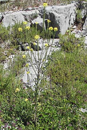 Erysimum odoratum \ Honig-Schterich, Wohlriechender Schterich / Odorant Treacle Mustard, Kroatien/Croatia Velebit 16.7.2007
