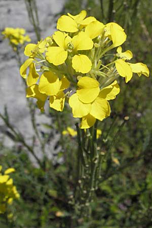 Erysimum odoratum \ Honig-Schterich, Wohlriechender Schterich / Odorant Treacle Mustard, Kroatien/Croatia Velebit 16.7.2007