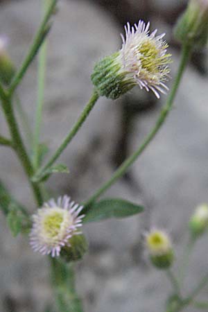 Erigeron macrophyllus \ Groblttriges Scharfes Berufkraut, Kroatien Velebit 17.7.2007