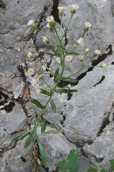 Erigeron macrophyllus \ Groblttriges Scharfes Berufkraut, Kroatien Velebit 17.7.2007