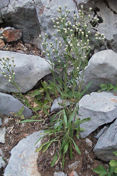 Erigeron macrophyllus \ Groblttriges Scharfes Berufkraut, Kroatien Velebit 17.7.2007
