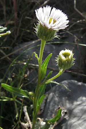 Erigeron macrophyllus \ Groblttriges Scharfes Berufkraut, Kroatien Velebit 17.7.2007