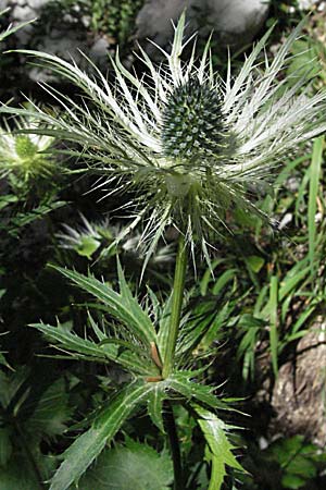 Eryngium alpinum \ Alpen-Mannstreu / Alpine Eryngo, Kroatien/Croatia Velebit Zavizan 17.7.2007