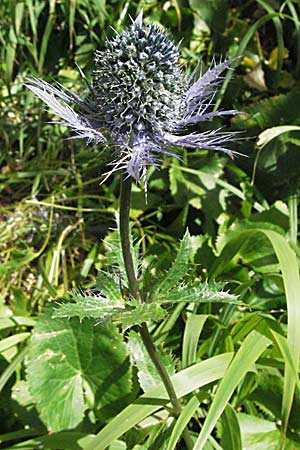 Eryngium alpinum \ Alpen-Mannstreu / Alpine Eryngo, Kroatien/Croatia Velebit Zavizan 17.7.2007