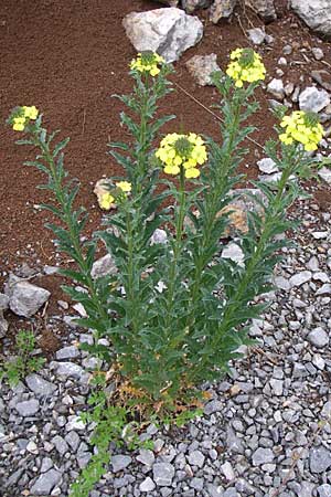 Erysimum odoratum \ Honig-Schterich, Wohlriechender Schterich / Odorant Treacle Mustard, Kroatien/Croatia Velebit 3.6.2008