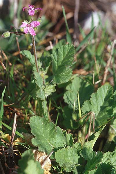 Erodium malacoides \ Malvenbl&auml;ttriger Reiherschnabel / Soft Stork's-Bill, Kroatien/Croatia &Scaron;ibenik 2.4.2006