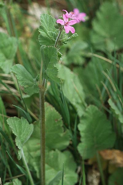 Erodium malacoides \ Malvenbl&auml;ttriger Reiherschnabel / Soft Stork's-Bill, Kroatien/Croatia &Scaron;ibenik 2.4.2006