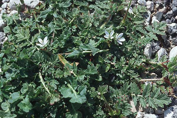 Erodium moschatum \ Moschus-Reiherschnabel / Musk Stork's-Bill, Kroatien/Croatia Šibenik 2.4.2006
