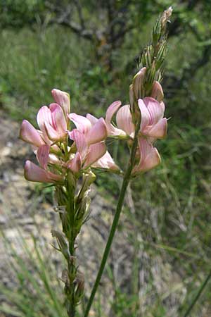 Onobrychis viciifolia \ Futter-Esparsette, Saat-Esparsette / Sainfoin, Kroatien/Croatia Ramljane 2.6.2008