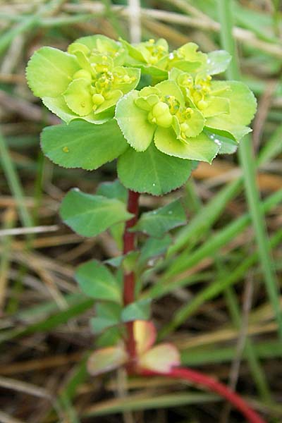 Euphorbia helioscopia, Sonnwend-Wolfsmilch, Sonnen-Wolfsmilch Euphorbia helioscopia, Sonnwend-Wolfsmilch, Sonnen-Wolfsmilch