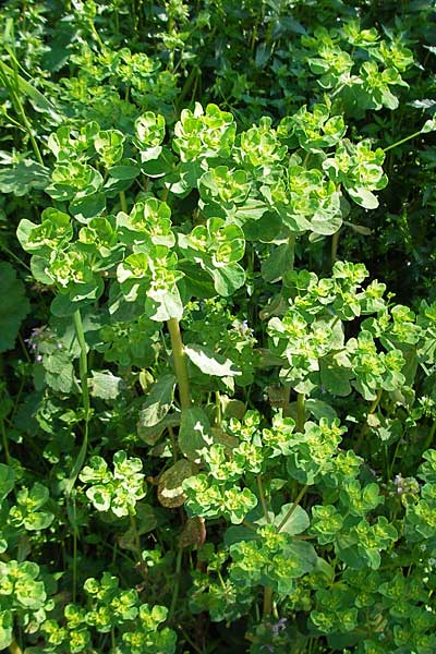 Euphorbia helioscopia \ Sonnwend-Wolfsmilch, Sonnen-Wolfsmilch / Sun Spurge, Kroatien/Croatia Gruda 3.4.2006