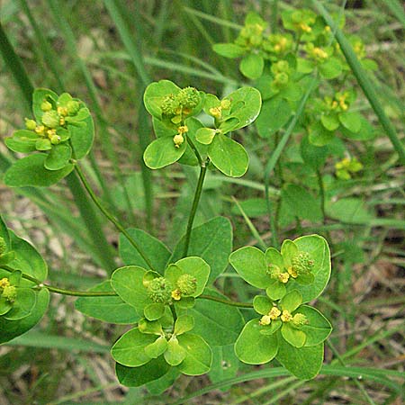 Euphorbia verrucosa \ Warzen-Wolfsmilch / Warty Spurge, Kroatien/Croatia Istrien/Istria, Gračišće 27.5.2006