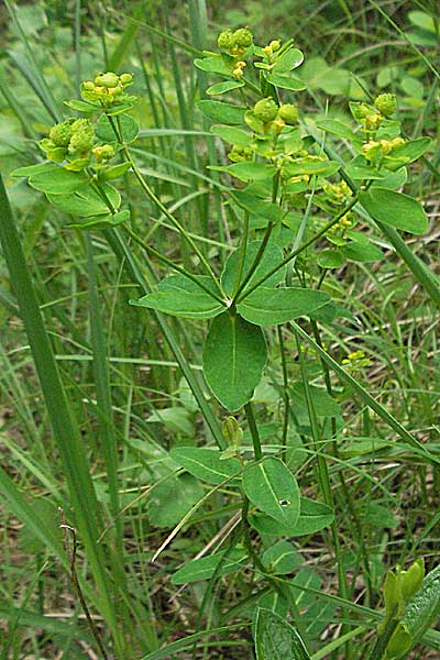 Euphorbia verrucosa \ Warzen-Wolfsmilch / Warty Spurge, Kroatien/Croatia Istrien/Istria, Gračišće 27.5.2006