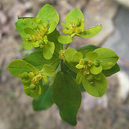 Euphorbia verrucosa \ Warzen-Wolfsmilch / Warty Spurge, Kroatien/Croatia Istrien/Istria, Gračišće 27.5.2006