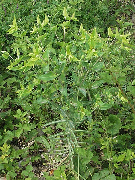 Euphorbia lathyris \ Kreuzblttrige Wolfsmilch / Caper Spurge, Kroatien/Croatia Istrien/Istria, Gračišće 27.5.2006