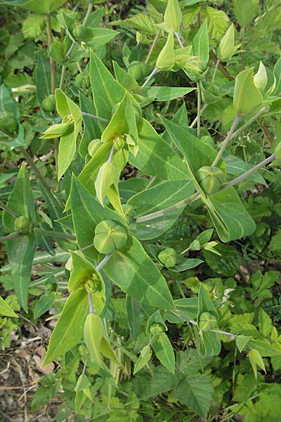 Euphorbia lathyris \ Kreuzblttrige Wolfsmilch / Caper Spurge, Kroatien/Croatia Istrien/Istria, Gračišće 27.5.2006