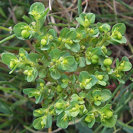 Euphorbia helioscopia \ Sonnwend-Wolfsmilch, Sonnen-Wolfsmilch / Sun Spurge, Kroatien/Croatia Istrien/Istria, Premantura 30.5.2006