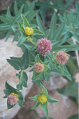 Euphorbia fragifera \ Erdbeer-Wolfsmilch / Strawberry Spurge, Kroatien/Croatia Senj 16.7.2007
