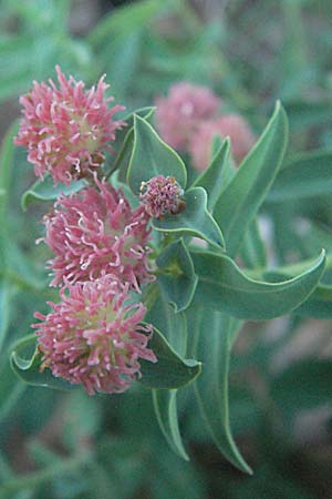 Euphorbia fragifera \ Erdbeer-Wolfsmilch / Strawberry Spurge, Kroatien/Croatia Senj 16.7.2007