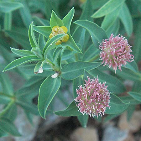 Euphorbia fragifera \ Erdbeer-Wolfsmilch / Strawberry Spurge, Kroatien/Croatia Senj 16.7.2007