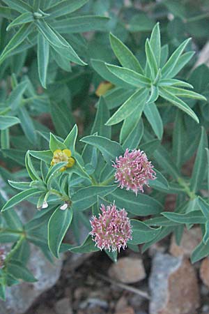 Euphorbia fragifera \ Erdbeer-Wolfsmilch / Strawberry Spurge, Kroatien/Croatia Senj 16.7.2007