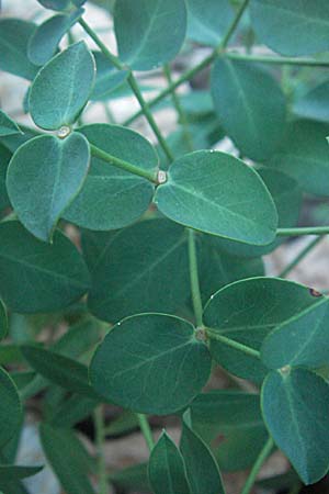 Euphorbia fragifera \ Erdbeer-Wolfsmilch / Strawberry Spurge, Kroatien/Croatia Senj 16.7.2007
