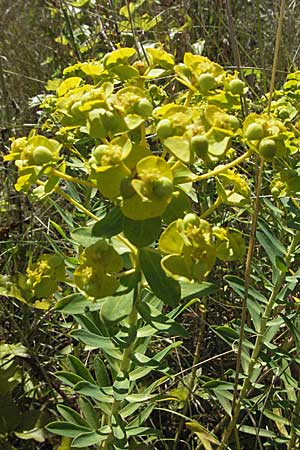 Euphorbia seguieriana \ Steppen-Wolfsmilch / Seguier's Spurge, Kroatien/Croatia Istrien/Istria, Labin 15.7.2007