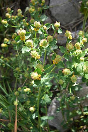 Euphorbia fragifera \ Erdbeer-Wolfsmilch / Strawberry Spurge, Kroatien/Croatia Udbina 2.6.2008