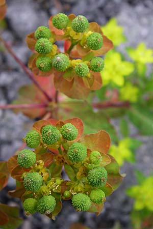 Euphorbia verrucosa \ Warzen-Wolfsmilch / Warty Spurge, Kroatien/Croatia Velebit 3.6.2008