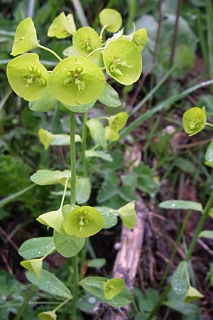 Euphorbia amygdaloides \ Mandelblttrige Wolfsmilch / Mediterranean Spurge, Kroatien/Croatia Velebit Zavizan 4.6.2008
