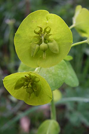 Euphorbia amygdaloides \ Mandelblttrige Wolfsmilch / Mediterranean Spurge, Kroatien/Croatia Velebit Zavizan 4.6.2008