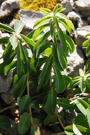 Euphorbia verrucosa \ Warzen-Wolfsmilch / Warty Spurge, Kroatien/Croatia Velebit 18.8.2016