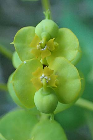 Euphorbia esula ? \ Esels-Wolfsmilch / Leafy Spurge, Kroatien/Croatia Istrien/Istria, Groznjan 11.8.2016