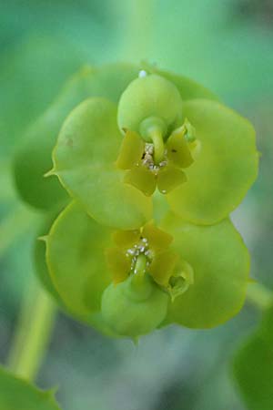 Euphorbia esula ? \ Esels-Wolfsmilch / Leafy Spurge, Kroatien/Croatia Istrien/Istria, Groznjan 11.8.2016