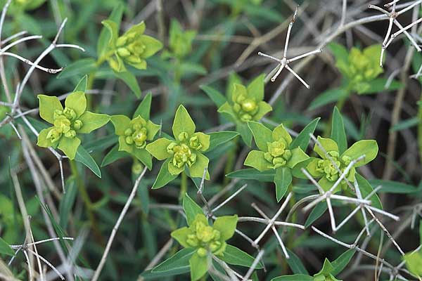 Euphorbia spinosa \ Dornige Wolfsmilch / Spiny Spurge, Kroatien/Croatia &Scaron;ibenik 2.4.2006