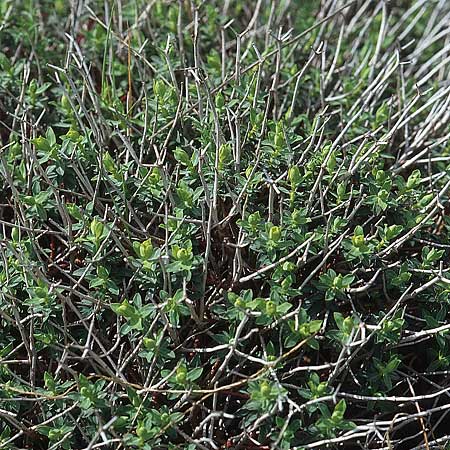 Euphorbia spinosa \ Dornige Wolfsmilch / Spiny Spurge, Kroatien/Croatia &Scaron;ibenik 2.4.2006