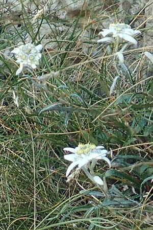 Leontopodium alpinum \ Edelwei / Edelweiss, Kroatien/Croatia Risnjak 14.8.2016