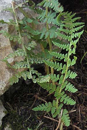 Dryopteris villarii \ Starrer Wurmfarn / Rigid Buckler Fern, Kroatien/Croatia Velebit Zavizan 17.7.2007