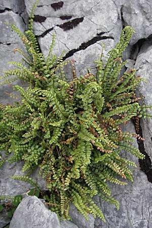 Asplenium viride \ Grnstieliger Streifenfarn / Green Spleenwort, Kroatien/Croatia Velebit Zavizan 17.7.2007