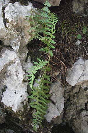 Dryopteris villarii \ Starrer Wurmfarn / Rigid Buckler Fern, Kroatien/Croatia Velebit Zavizan 17.7.2007