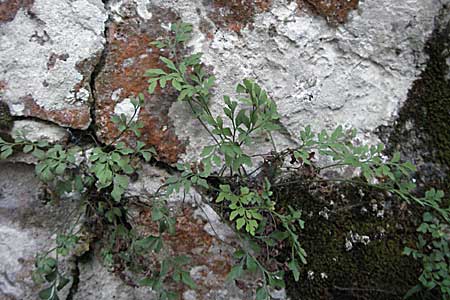 Asplenium ruta-muraria \ Gewhnliche Mauerraute / Wall-Rue, Kroatien/Croatia Plitvička 19.7.2007