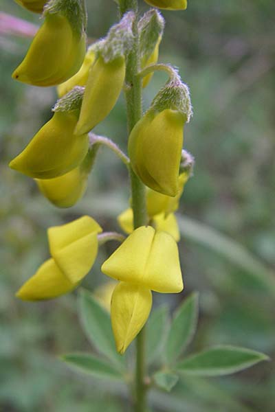 Cytisus nigricans \ Schwarzwerdender Geiklee / Black Broom, Kroatien/Croatia Istrien/Istria, Motovun 6.6.2008