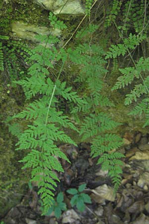 Cystopteris fragilis \ Zerbrechlicher Blasenfarn / Brittle Bladder Fern, Kroatien/Croatia Učka 28.6.2010