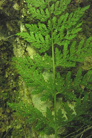 Cystopteris fragilis \ Zerbrechlicher Blasenfarn / Brittle Bladder Fern, Kroatien/Croatia Učka 28.6.2010