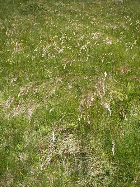 Festuca bosniaca ? \ Bosnischer Schwingel / Bosnian Fescue, Kroatien/Croatia Velebit Zavizan 30.6.2010