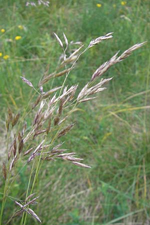 Festuca bosniaca ? \ Bosnischer Schwingel / Bosnian Fescue, Kroatien/Croatia Velebit Zavizan 30.6.2010